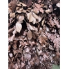 GESTABILISEERD BEUK BURGUNDY